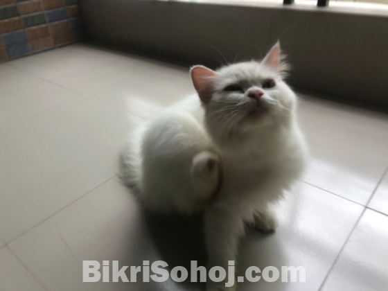 Traditional, Persian Mail cat